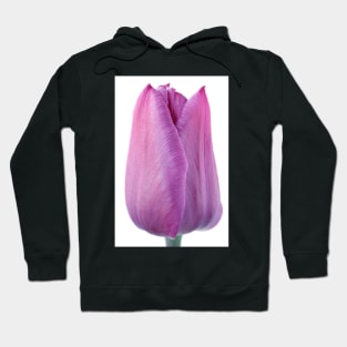 Tulipa  &#39;Blue Beauty&#39;   Triumph Group Tulip Hoodie